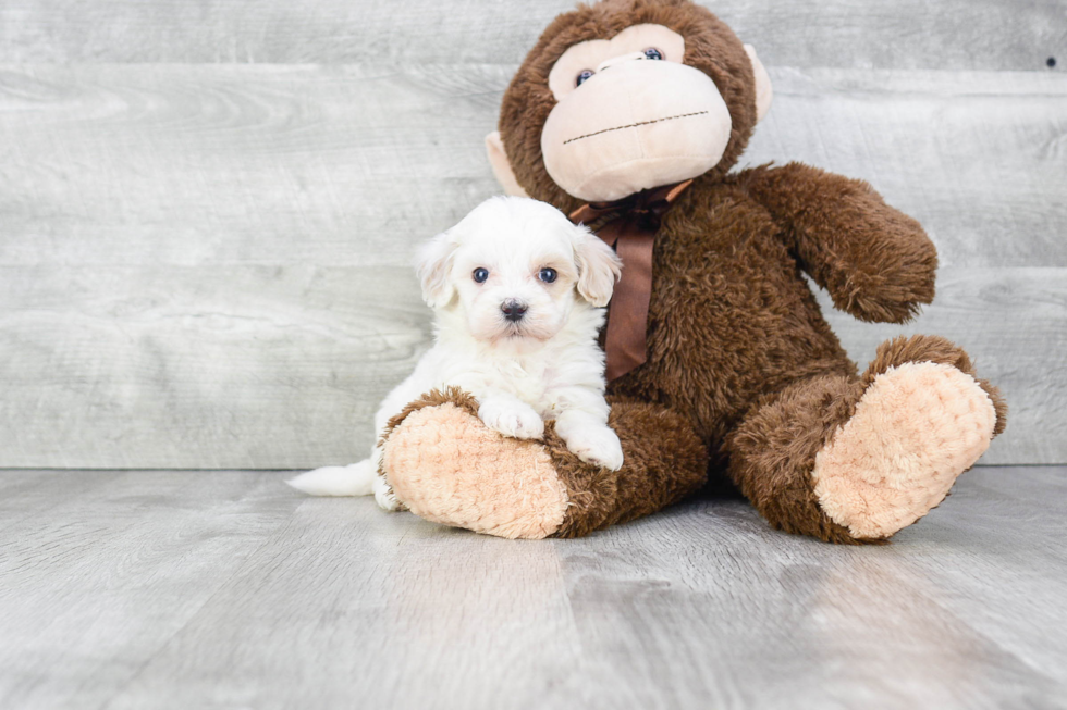 Maltipoo Puppy for Adoption