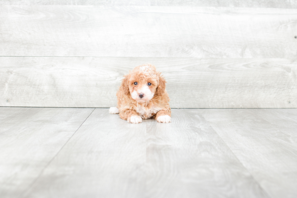 Playful Poodle Purebred Pup