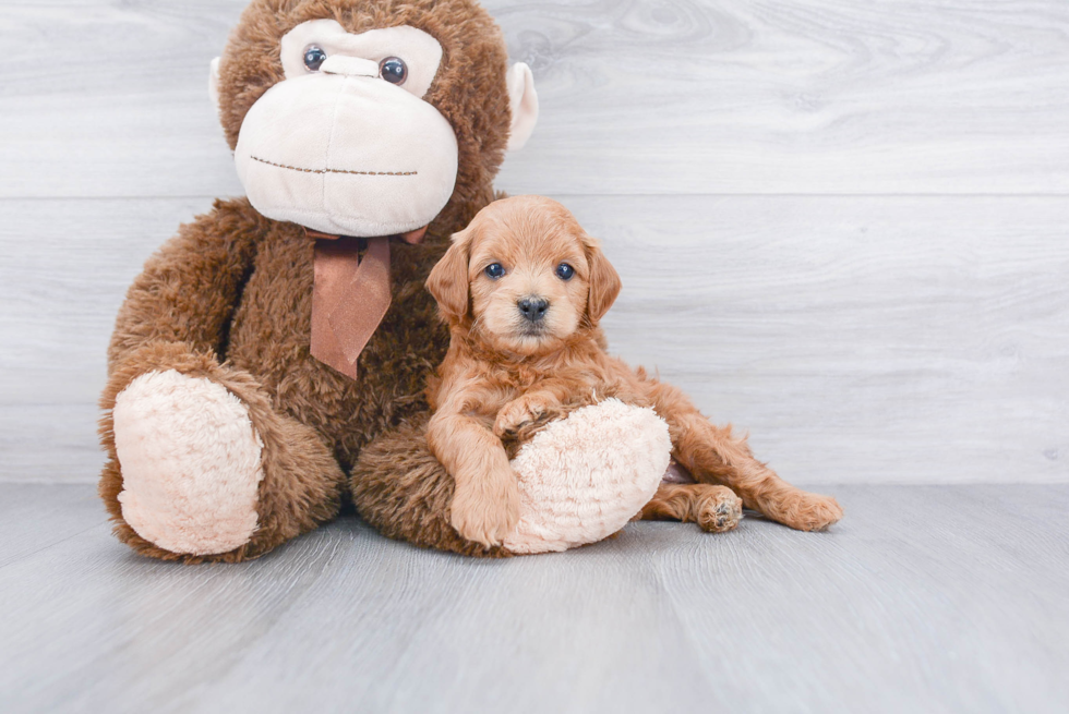 Funny Cockapoo Poodle Mix Pup