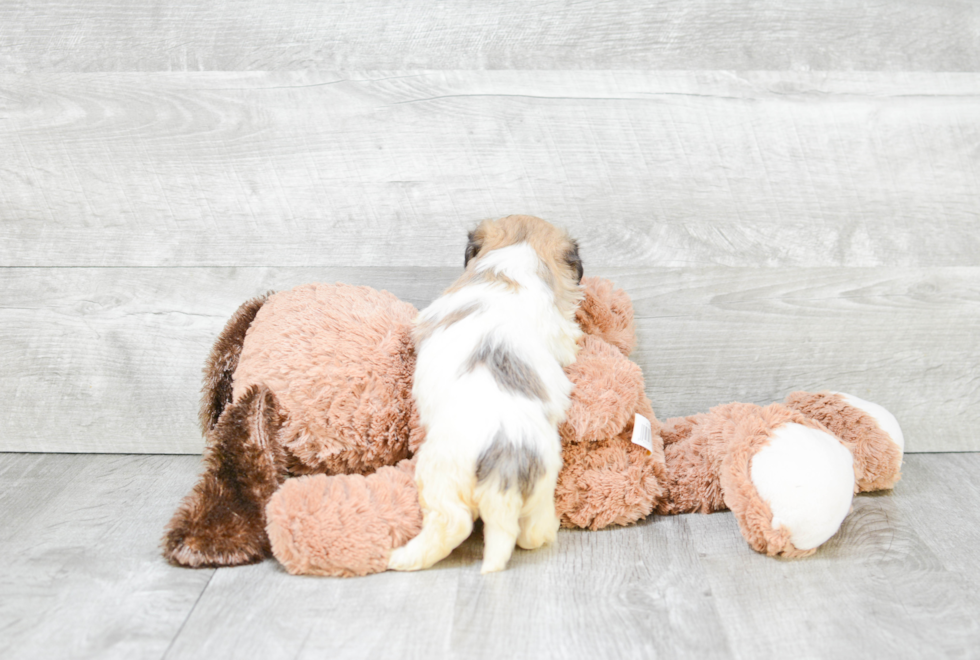 Little Shichon Designer Puppy