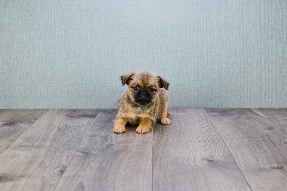 Cute Brussels Griffon Mix Pup