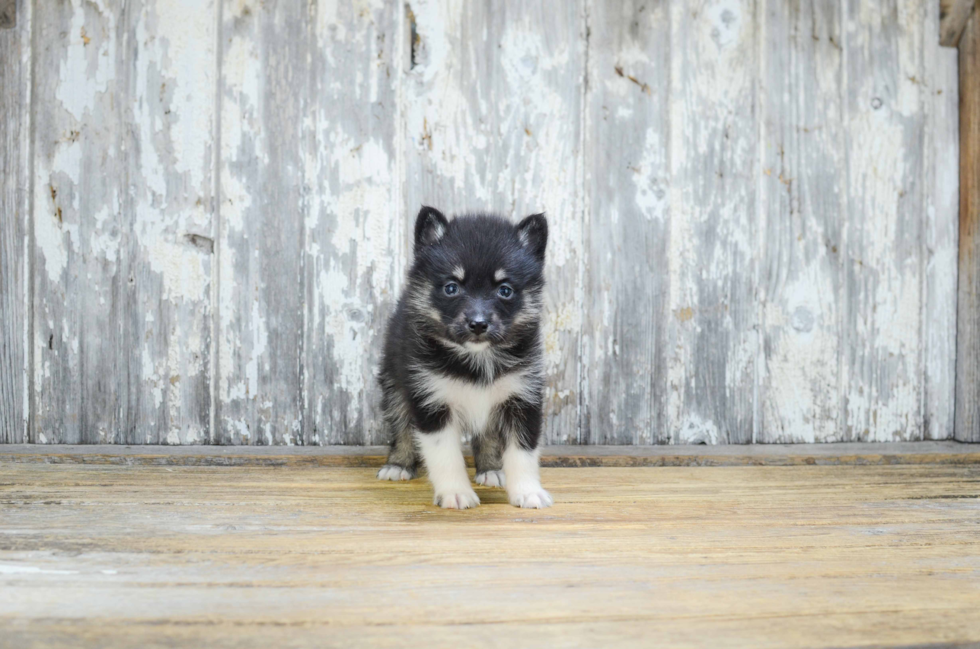 Pomsky Puppy for Adoption