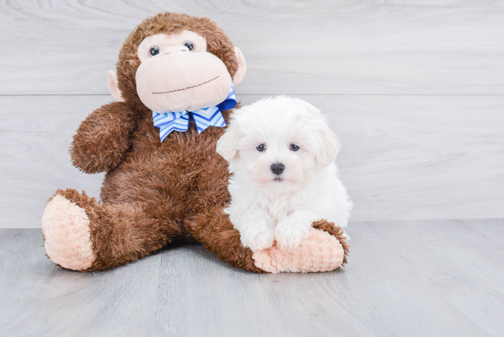 Funny Maltese Purebred Pup