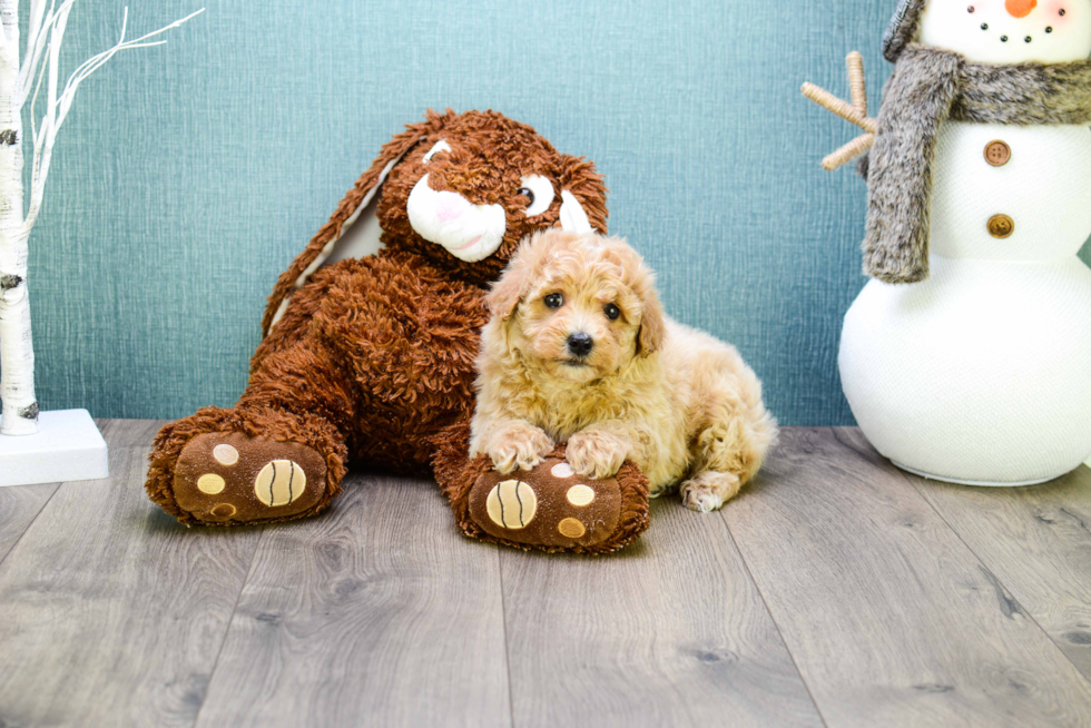 Small Cavapoo Baby