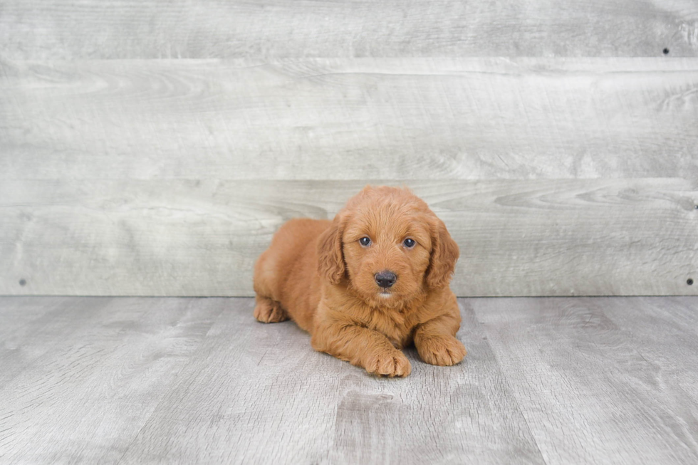 Mini Goldendoodle Puppy for Adoption