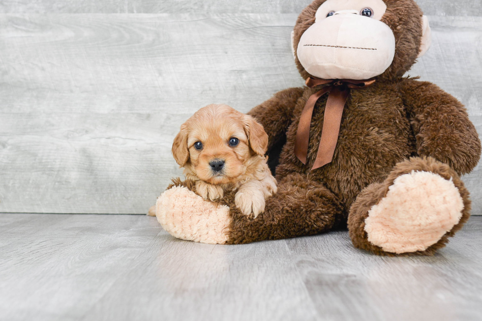 Adorable Cavoodle Poodle Mix Puppy