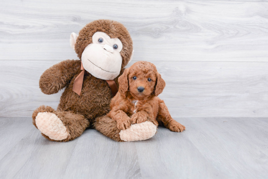 Energetic Golden Retriever Poodle Mix Puppy