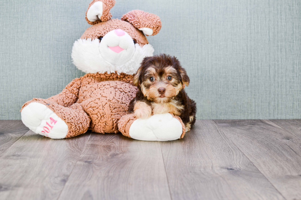 Best Morkie Baby