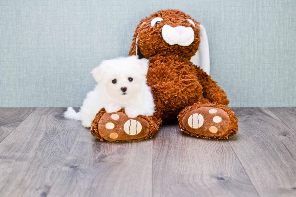 Little Maltese Baby