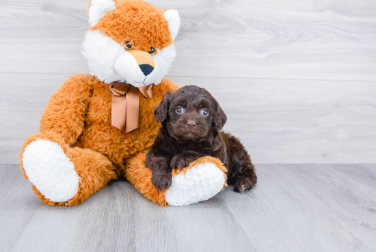 Cute Cockapoo Baby