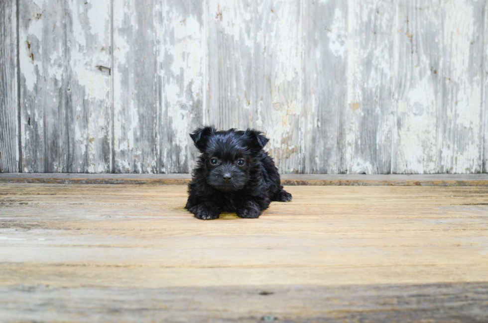 Best Morkie Baby