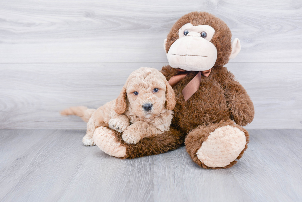 Sweet Mini Goldendoodle Baby