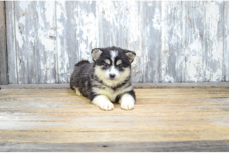 Hypoallergenic Mini Husky Designer Puppy