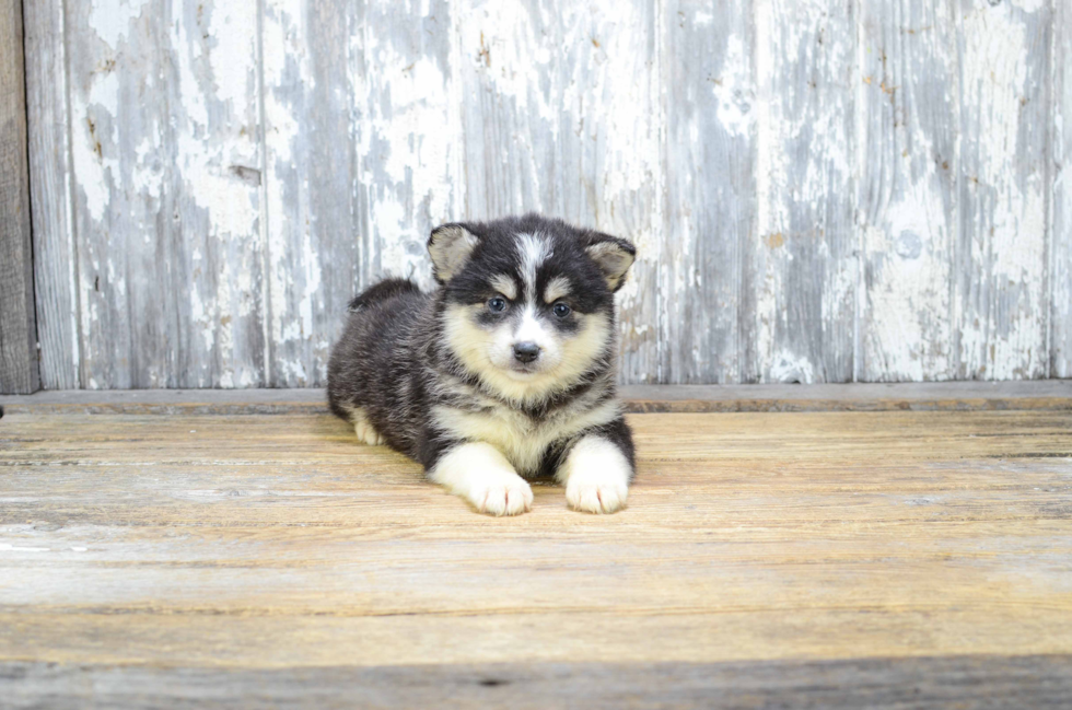 Hypoallergenic Mini Husky Designer Puppy