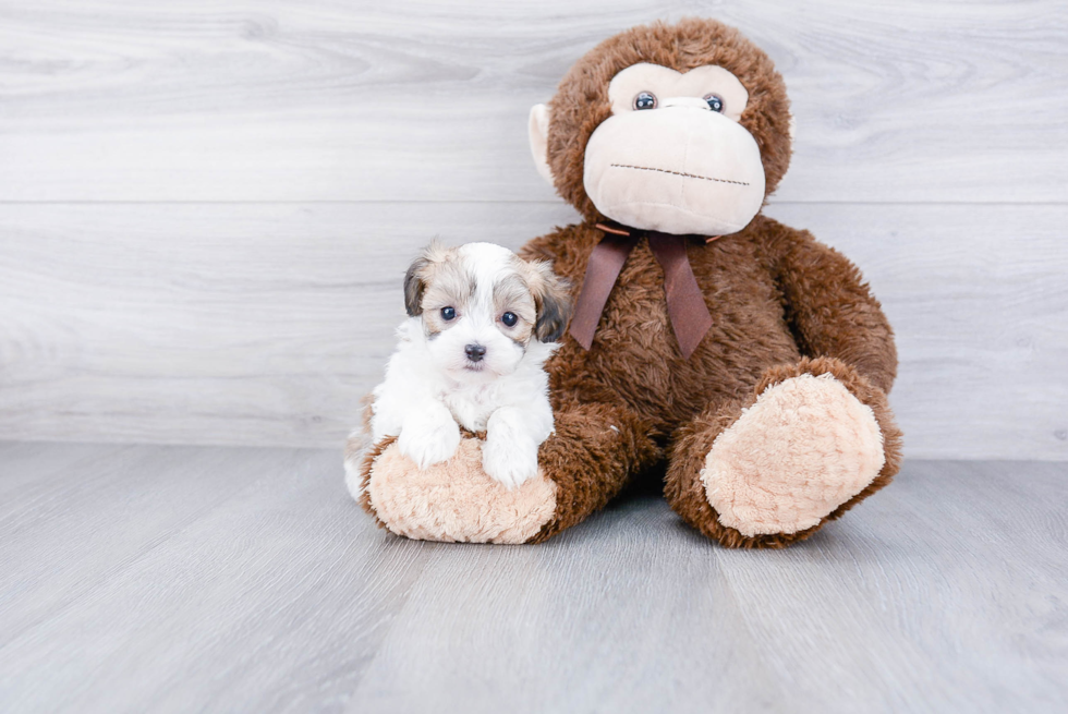 Maltipoo Pup Being Cute