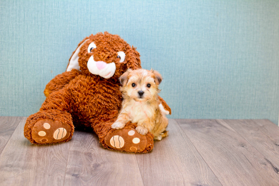 Sweet Morkie Baby