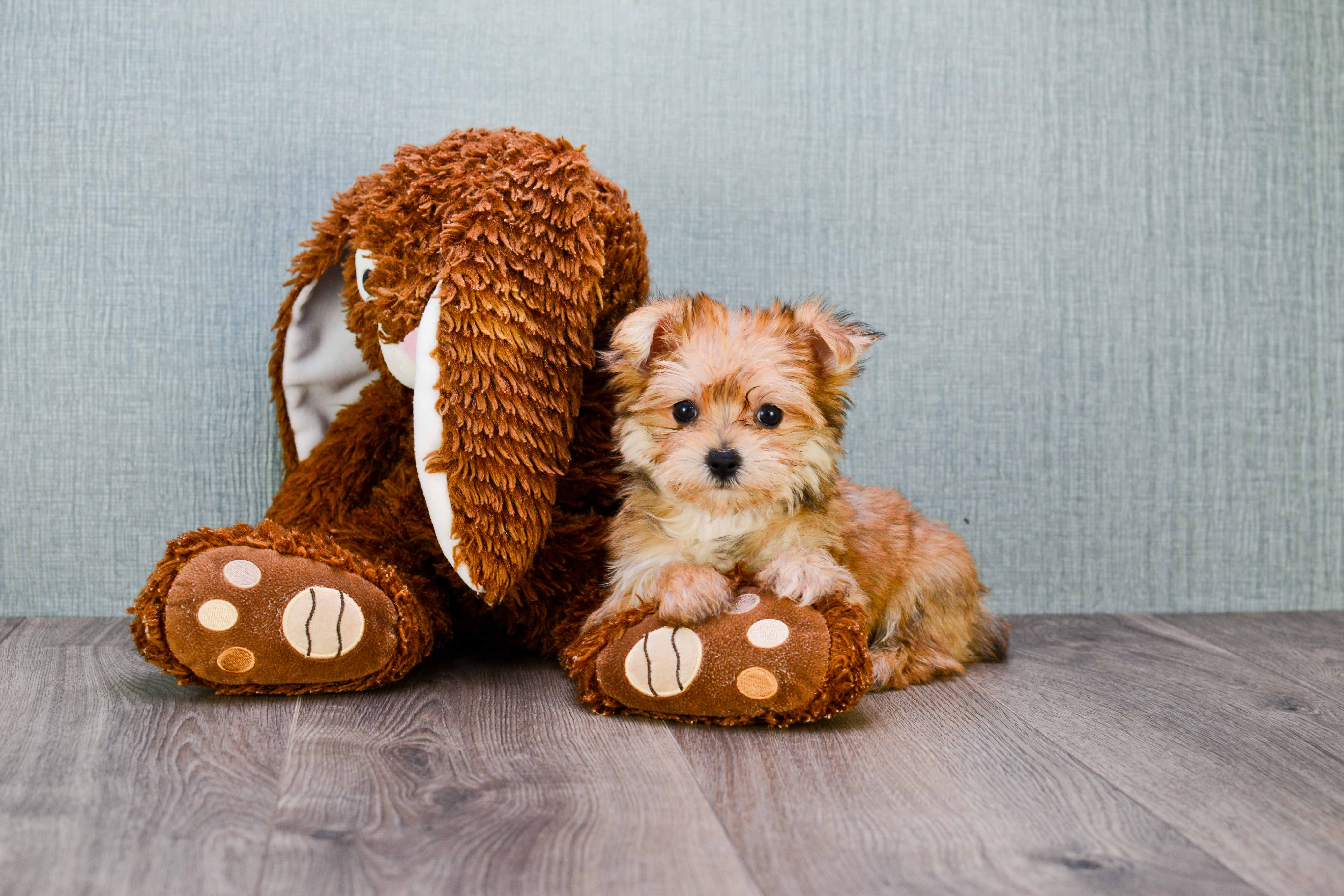 Friendly Morkie Baby