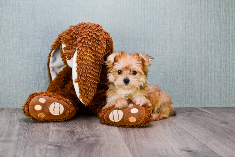 Friendly Morkie Baby