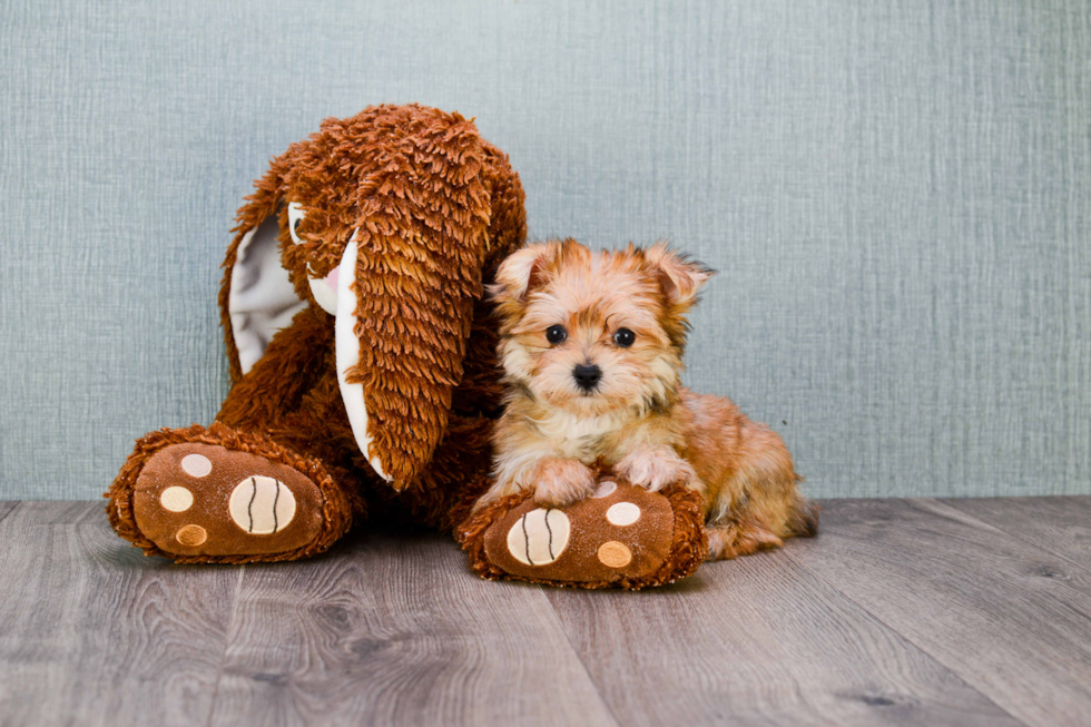 Friendly Morkie Baby