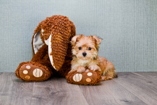 Friendly Morkie Baby