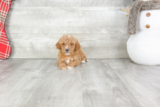 Cavapoo Puppy for Adoption