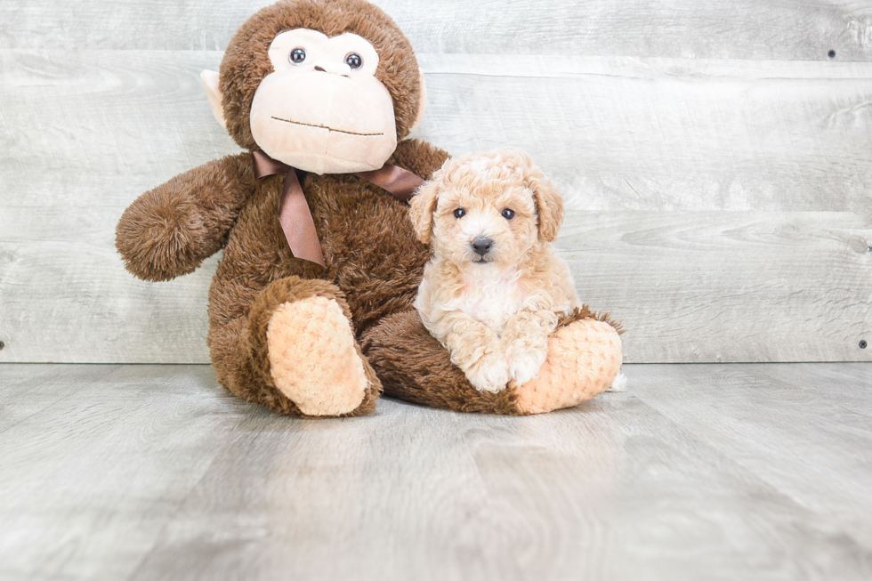 Maltipoo Puppy for Adoption