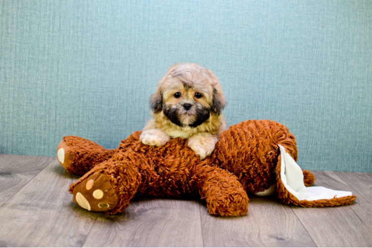 Teddy Bear Puppy for Adoption