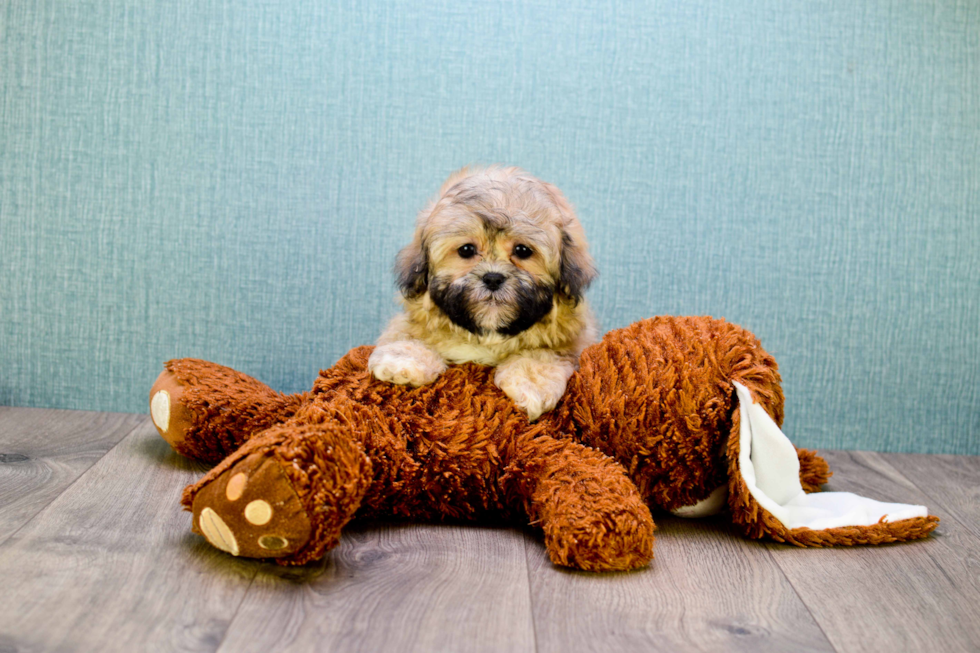 Teddy Bear Puppy for Adoption