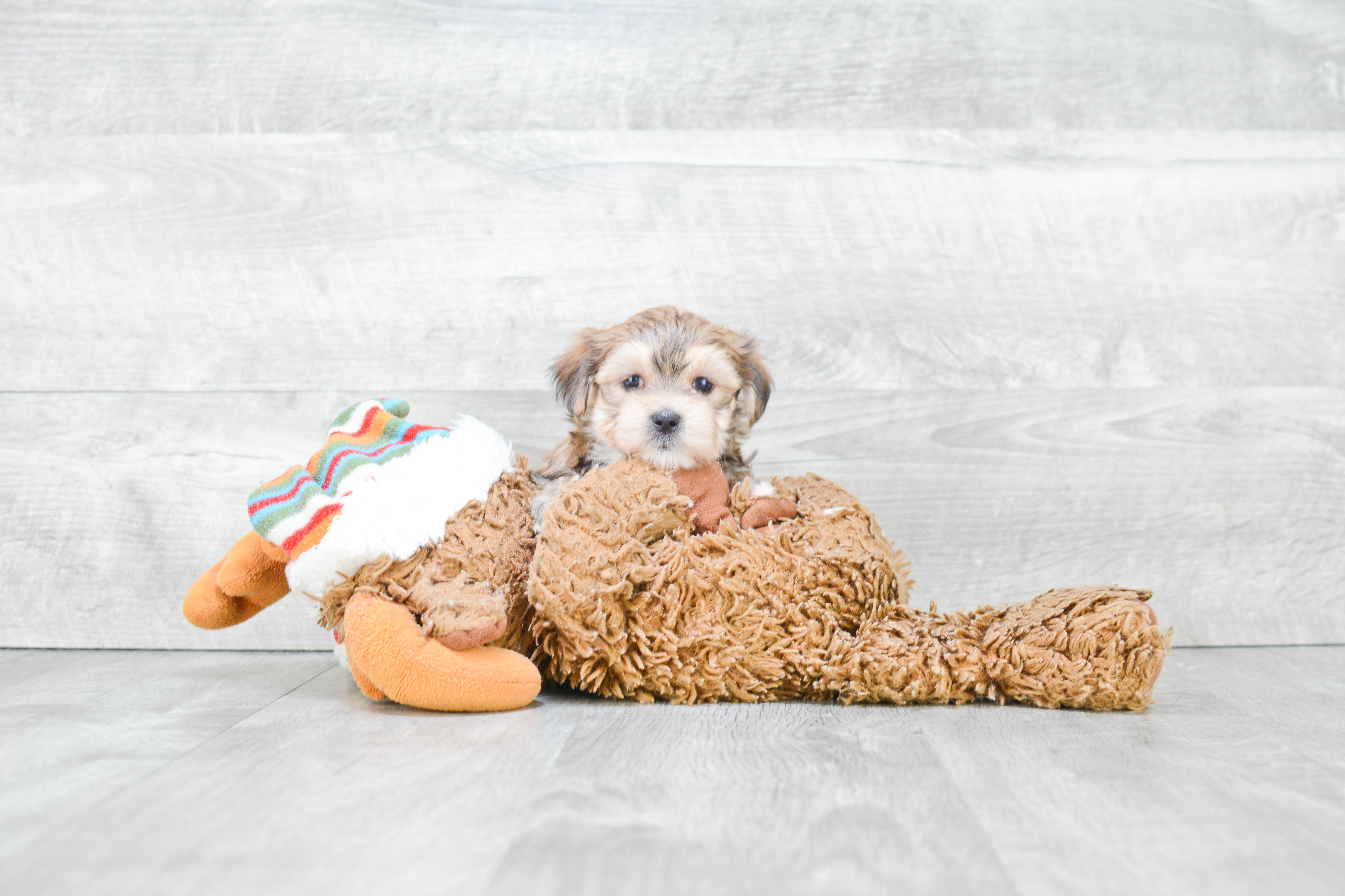 Funny Morkie Designer Pup