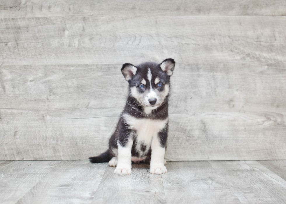 Pomsky Puppy for Adoption