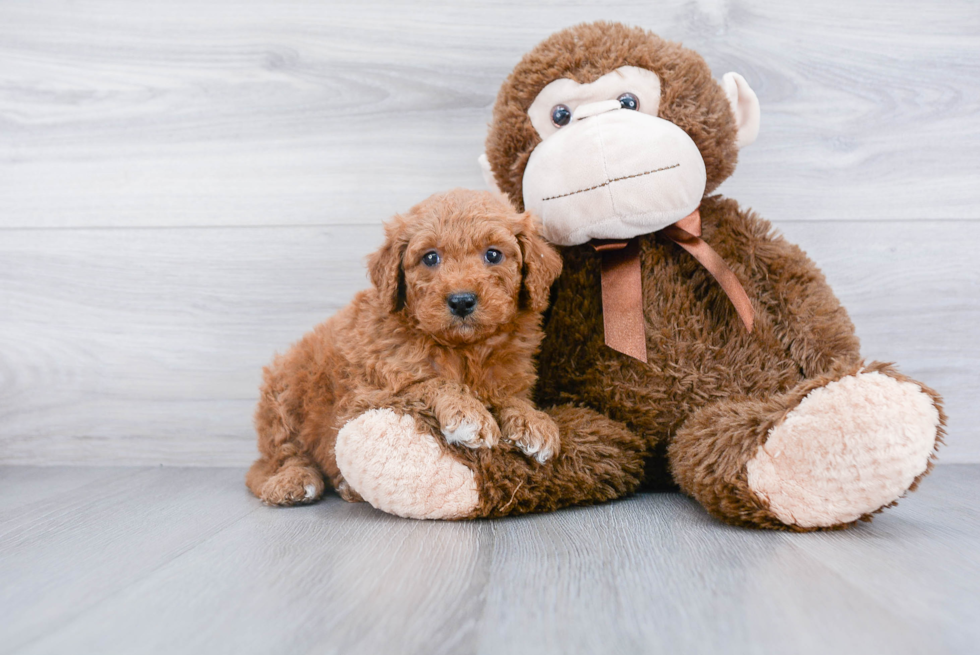 Best Mini Goldendoodle Baby