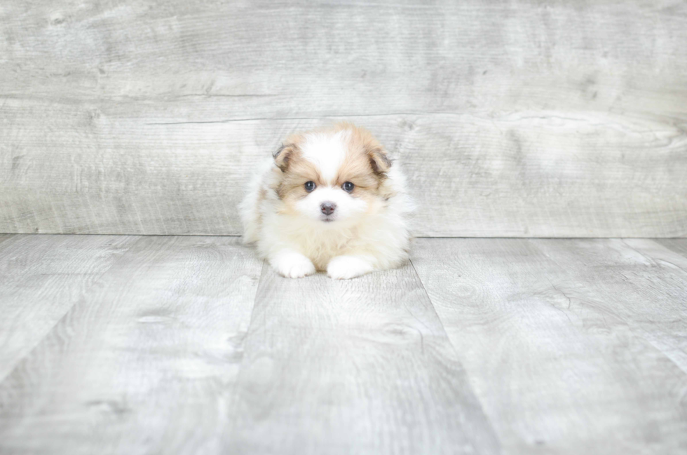 Pomeranian Pup Being Cute