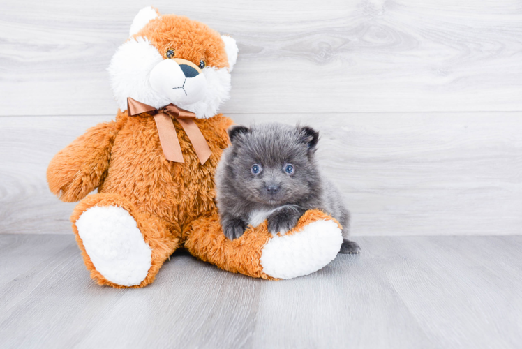 Pomeranian Puppy for Adoption