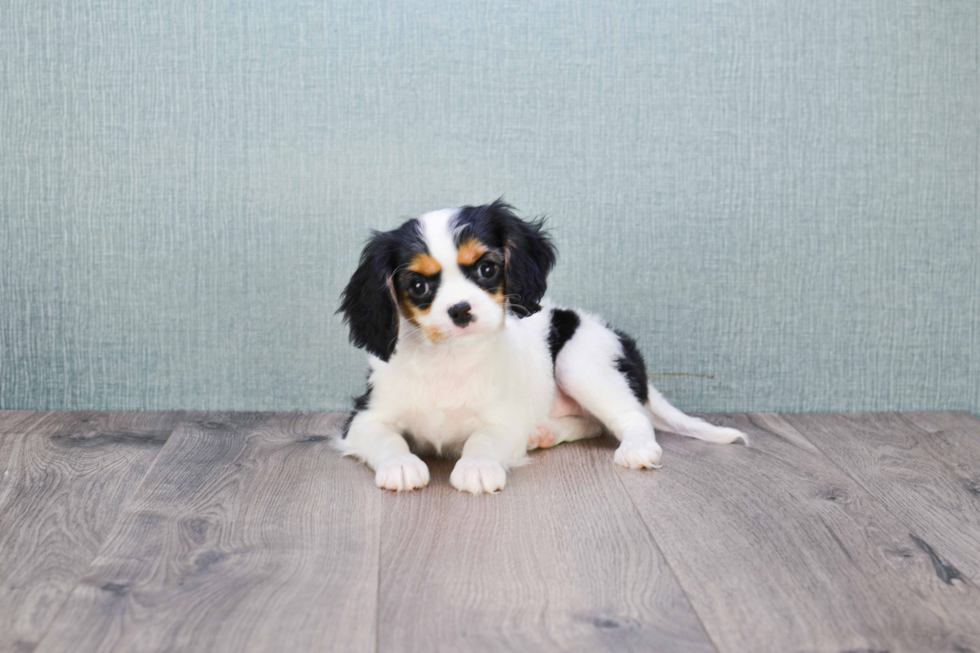 Cavalier King Charles Spaniel Puppy for Adoption