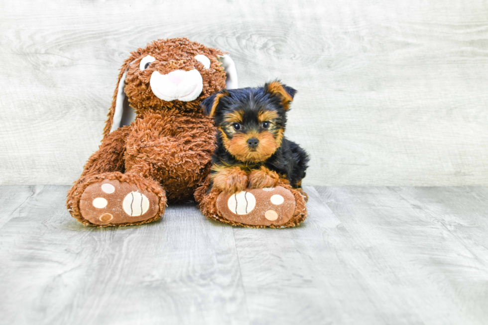 Meet Avery - our Yorkshire Terrier Puppy Photo 