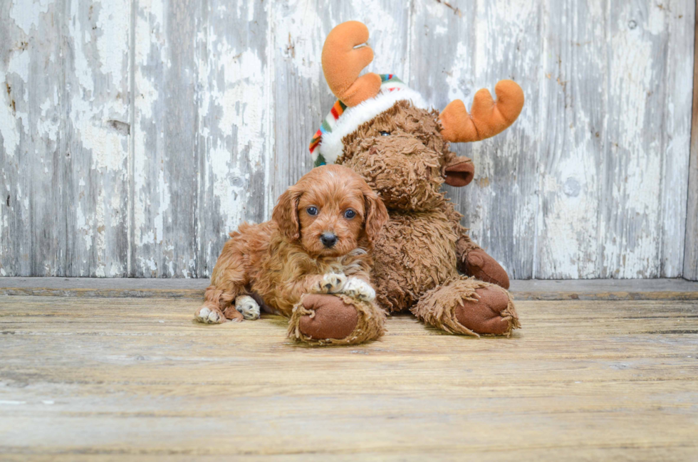 Smart Cavapoo Poodle Mix Pup