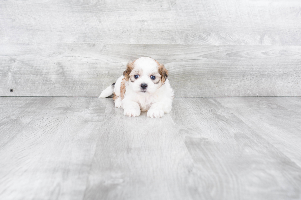 Hypoallergenic Shit Designer Puppy