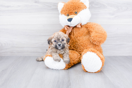 Teddy Bear Puppy for Adoption