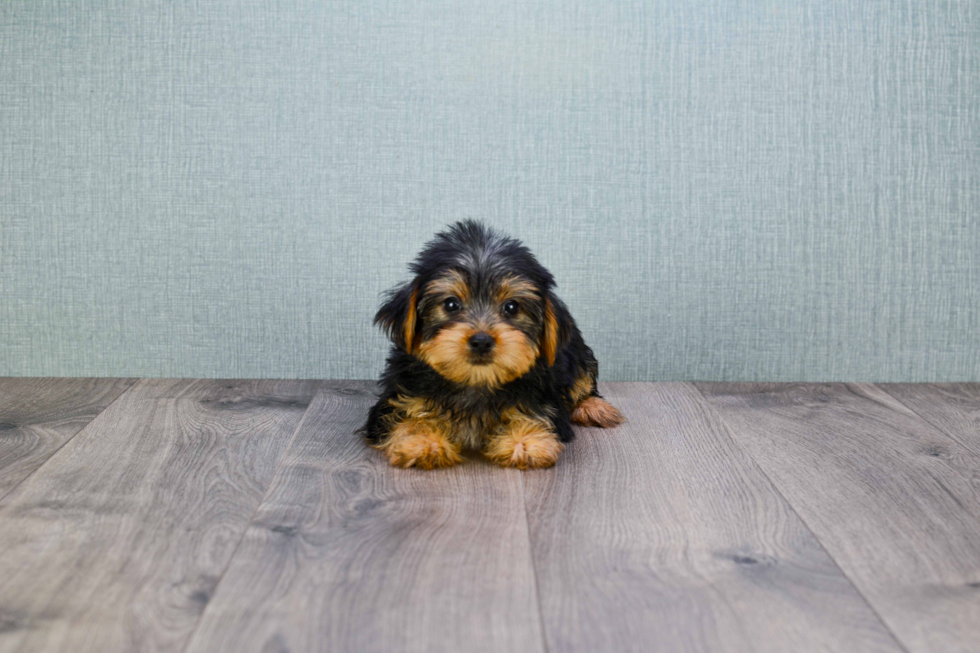 Meet Jeremy - our Yorkshire Terrier Puppy Photo 