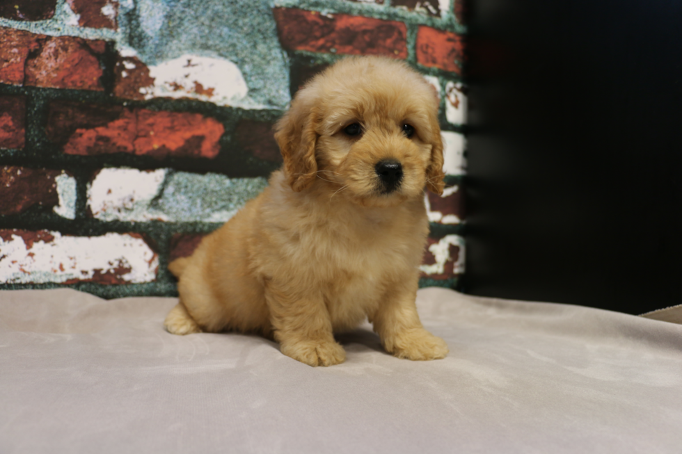 Best Mini Goldendoodle Baby