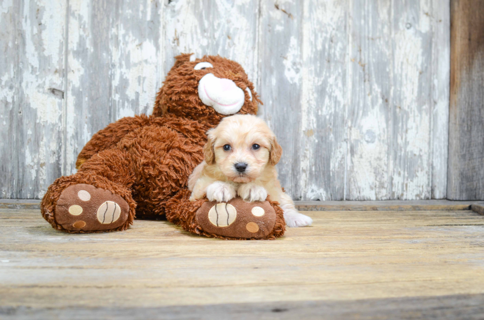 Happy Cavachon Baby