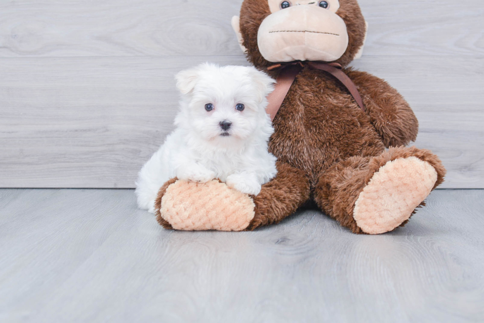 Maltese Pup Being Cute