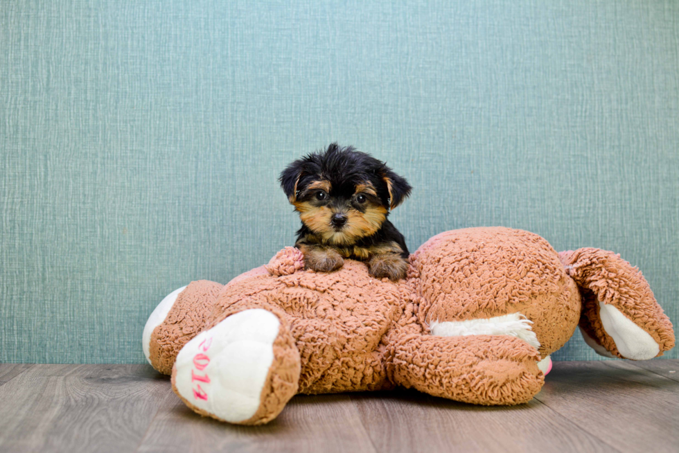 Meet Twinkle - our Yorkshire Terrier Puppy Photo 