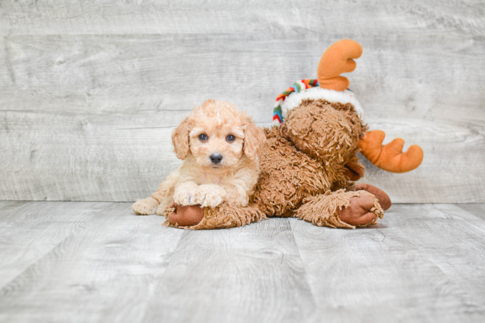 Best Cavapoo Baby