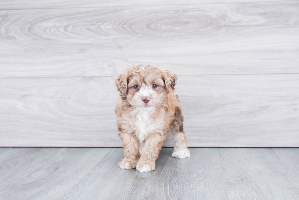 Best Mini Aussiedoodle Baby