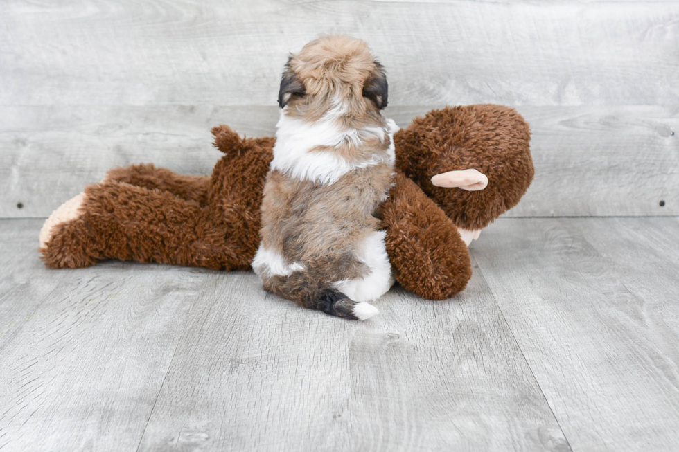 Playful Havanese Baby