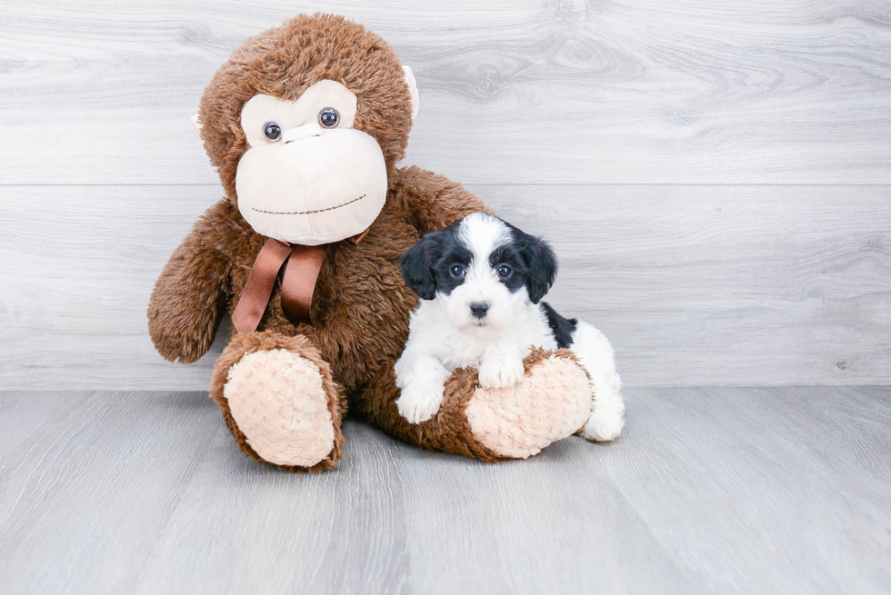 Cute Havanese Purebred Puppy