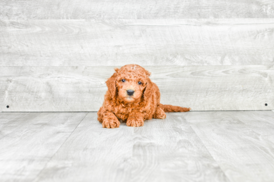 Mini Goldendoodle Puppy for Adoption