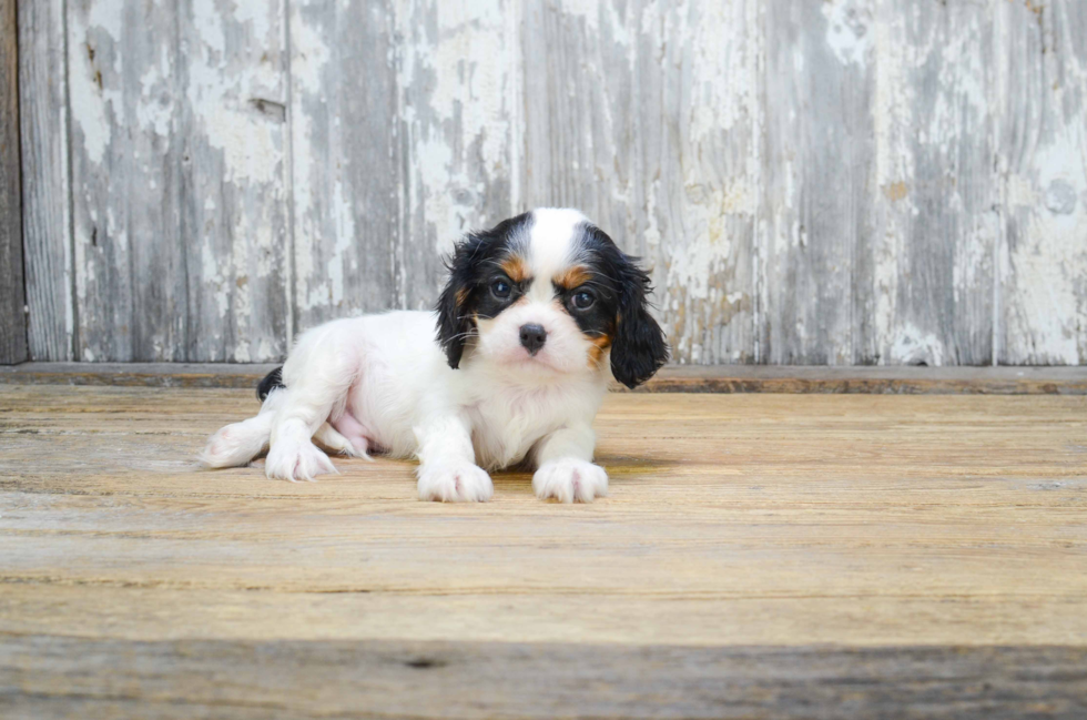 Playful Cavalier King Charles Spaniel Baby