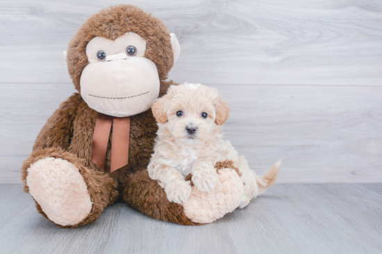 Best Maltipoo Baby